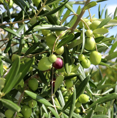 Zeytin